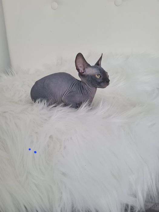 Pisicuta sphynx mascul  blue