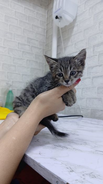 Отдам котят в добрые руки