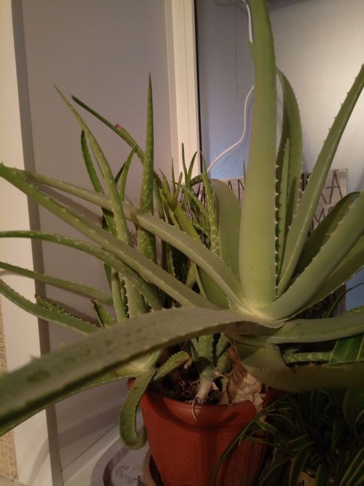 Цветок Алоэ с детками