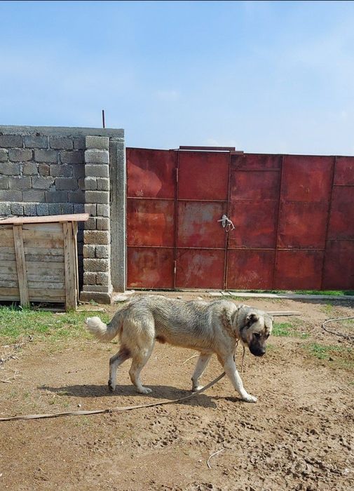 Кангал турк кангал