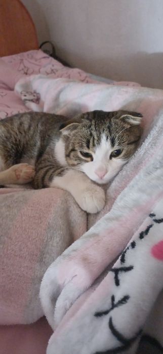 Кот по кличке Томик