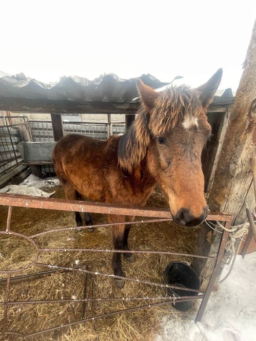 Лошадь девочки тай