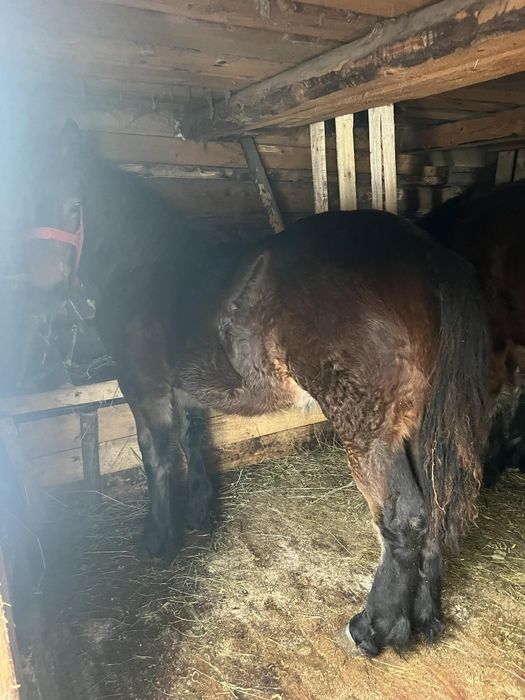 Vând mânză de 8 luni