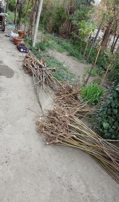 Пауловния фиданки Томентоса