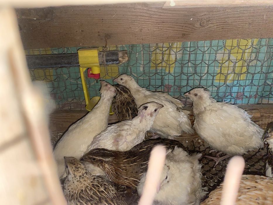 продаются перепелки несушки