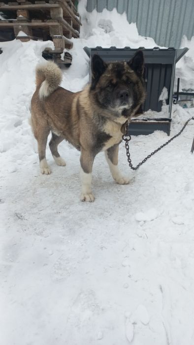 Вязка американская акита.