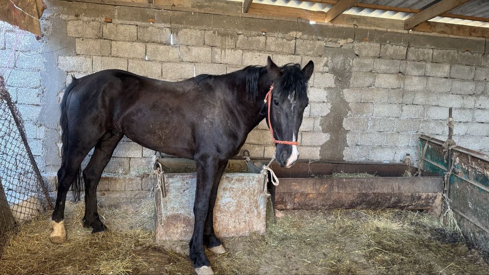 Айғыр сатылады 3 жасар