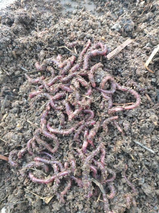 Калифорня чувалчанги сотилади