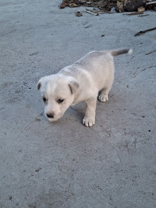 Отдам щенка мама Хаска