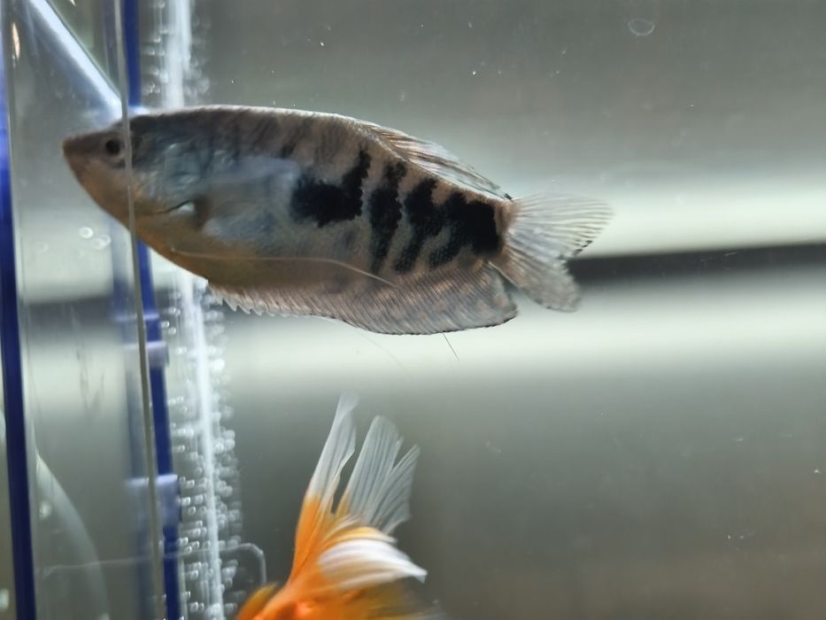 Рыбки аквариумные