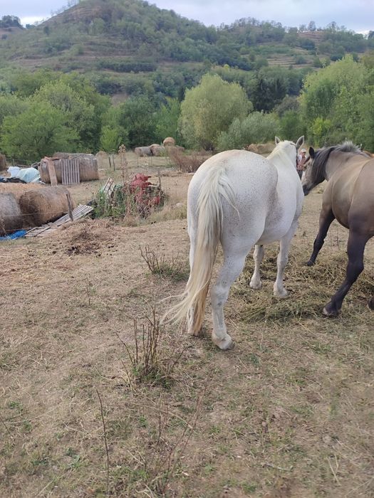 De vânzare o iapă bună de ham și 6 capre+2 țapi de anul acesta, se dau și la schimb cu viței înțărcați