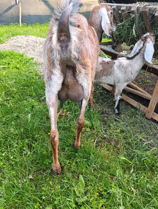 Capra anglinubiana, ieduță și tapisor