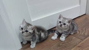 Шотландские котята