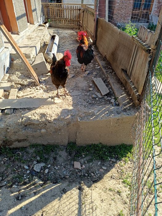 Cocoși Marans negru aramiu