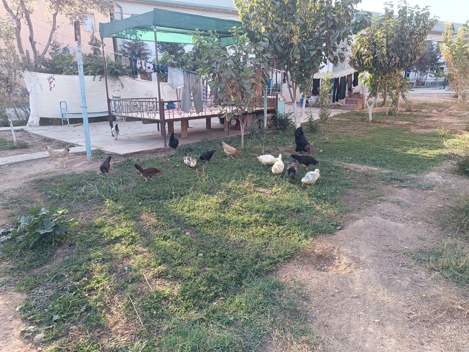 Oʻrdakni sotmoq choman