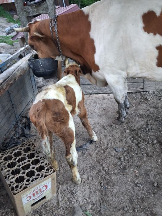Vand vaca cu vitel la a 3 fatare buna de lapte