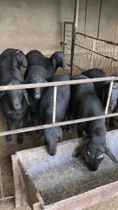 Qassob xizmati , qoy bor