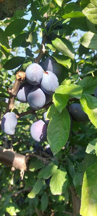 Prune de vinzare din soiul stanley