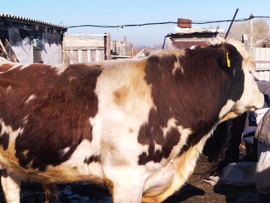 Бычки производители