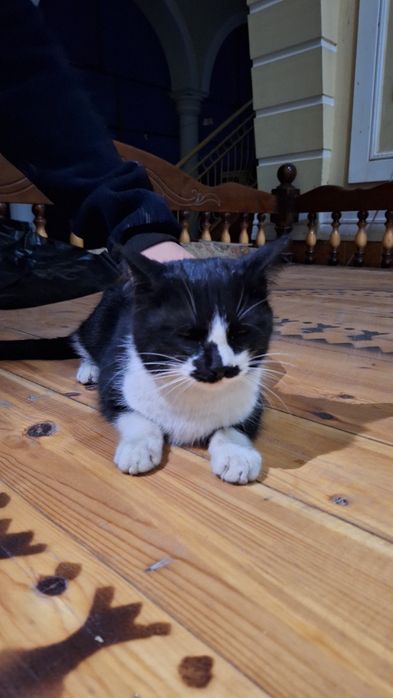 Tuxedo mishugi erkak 7 oylik