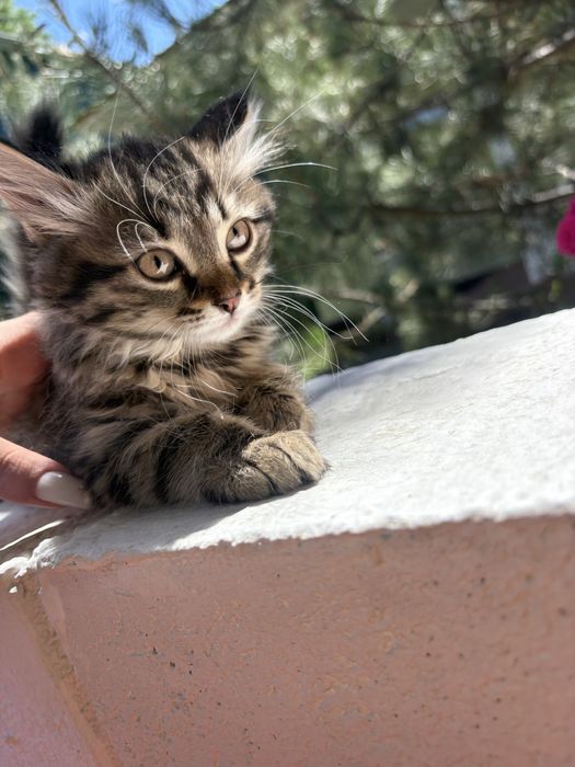 Отдам котенка в добрые руки