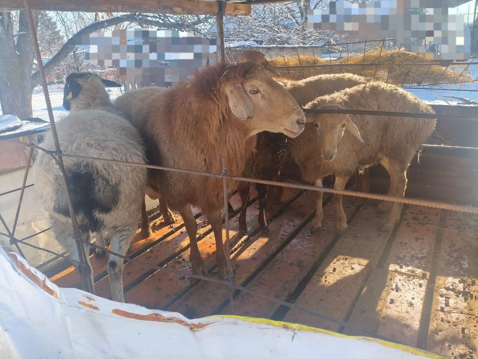 Мясо  Ет жиликтеп согым