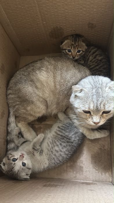 Котята шотландские