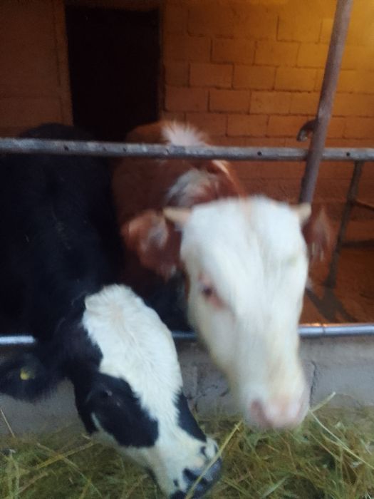 Продам бычков годавалих 370т стоит Баканасе