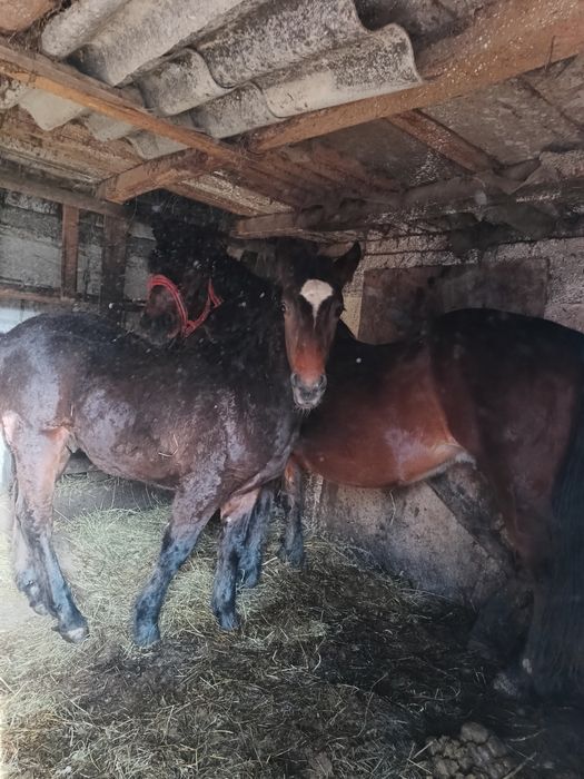 Mânz vârstă 4 luni