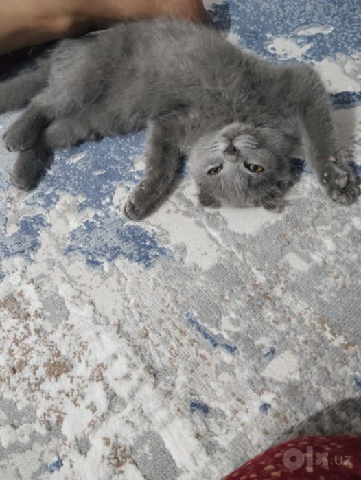 Продаются кошка.