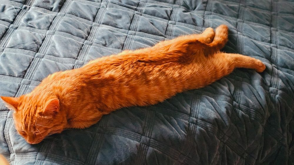 Кошечка для вязки