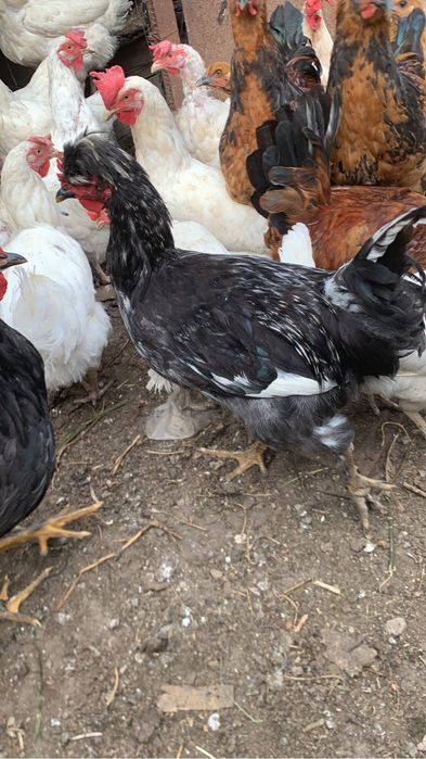 Продам петухов этого года!