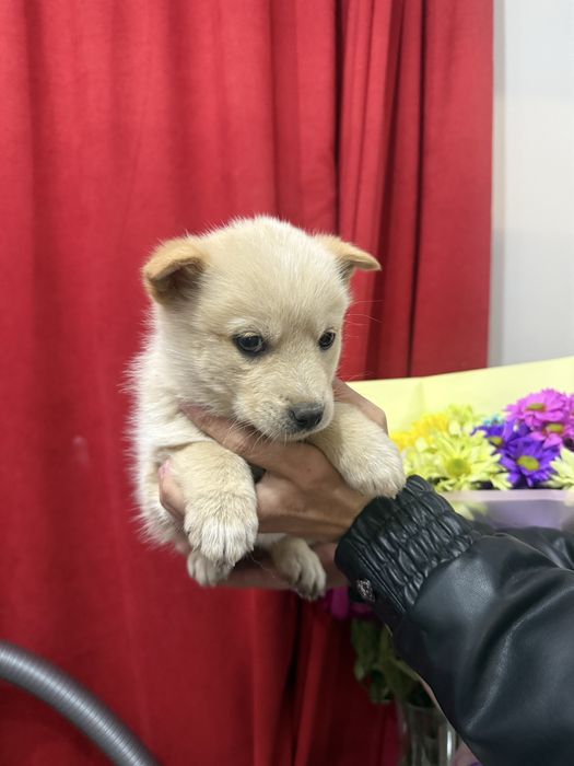 Отдам в хорошие руки