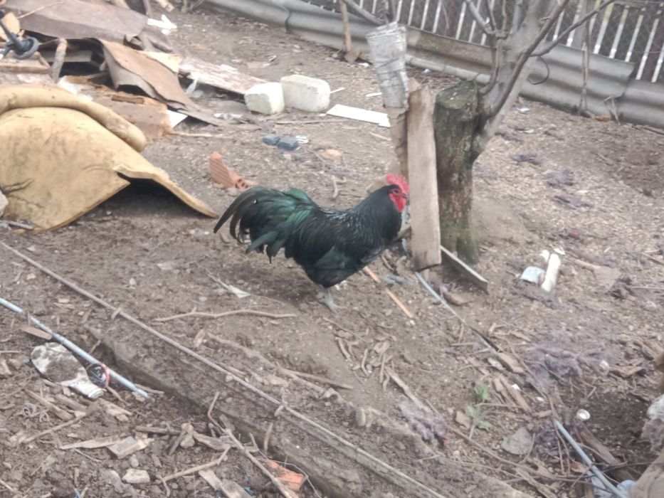 De vanzare Bibilici  de casa foarte frumoase bibilicile sunt de rasa