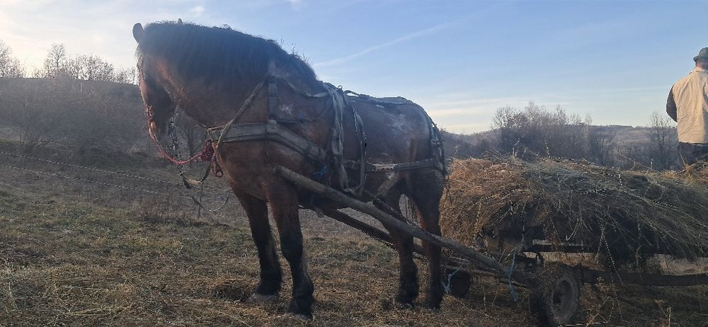 Vand cal bun proba la fata locului