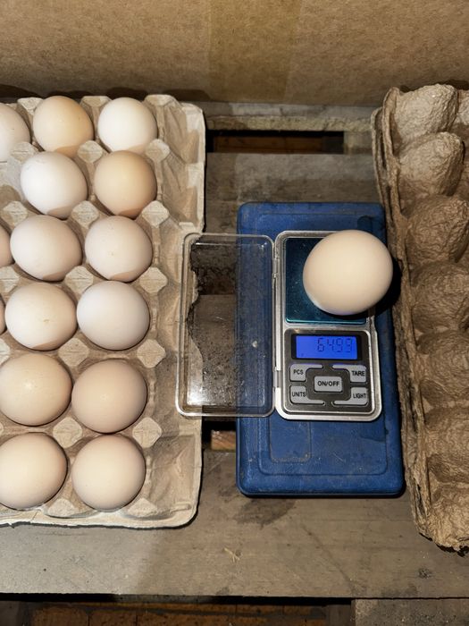 Инкубационные яйца Арбор Айкрес