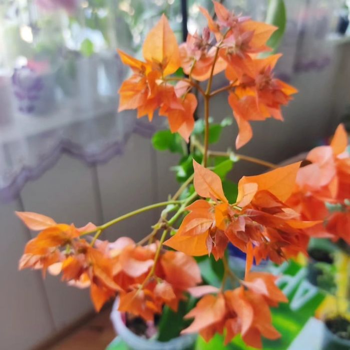 Продам черенки от 1000