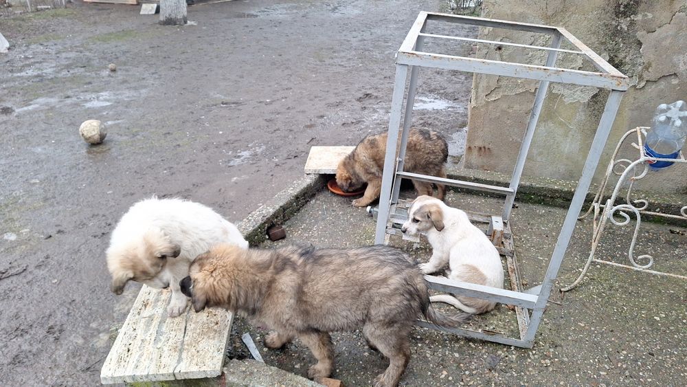 Donez  catelusi  talie mare, medie