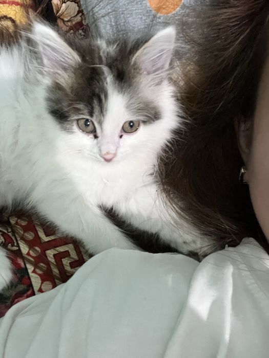 2 месяц кошка продаётся