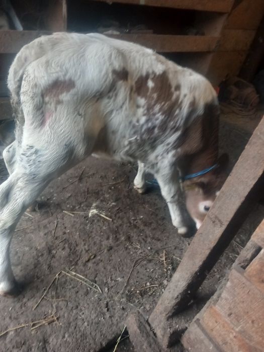 Vând vițica și vițel