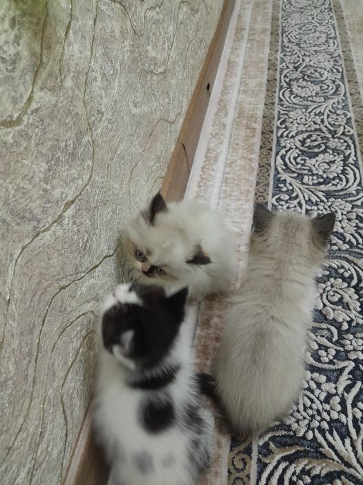 Катенок два месяц