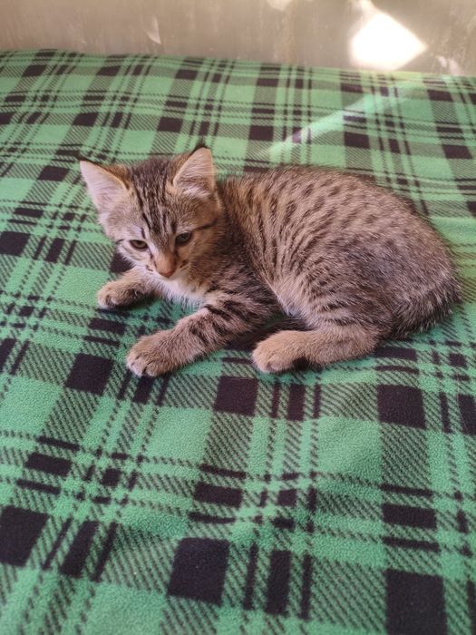 Котенок в хорошие руки