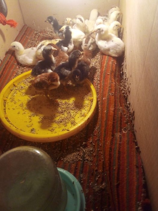 ganoy kareya jujalari sotuda