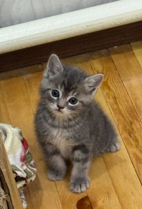 Mushuk bolalari 1.5 oylik