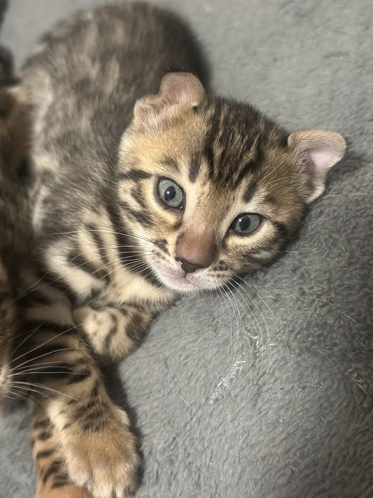 Бенгальские котята