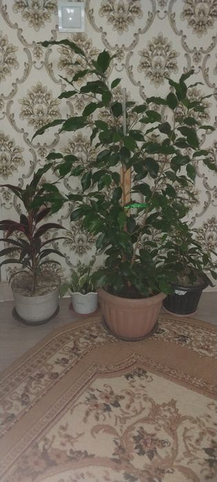 Разные виды цветов