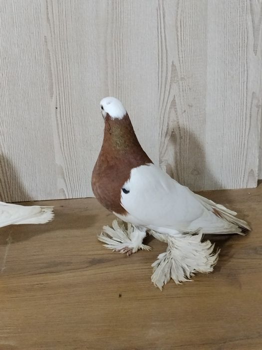 Продам парочку Капканов