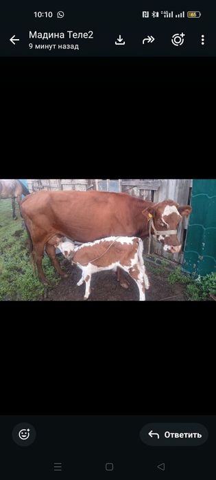 продам кобыл и корову
