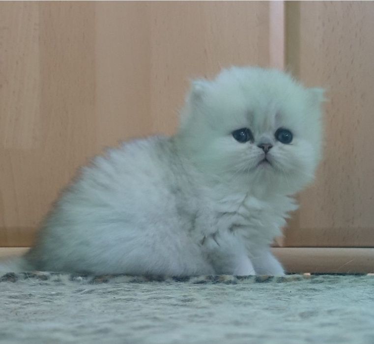 Persana chinchilla silver
