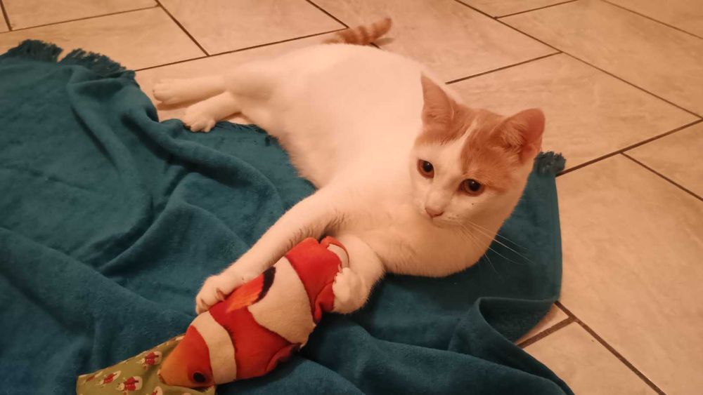 Борянка търси дом и осиновител!